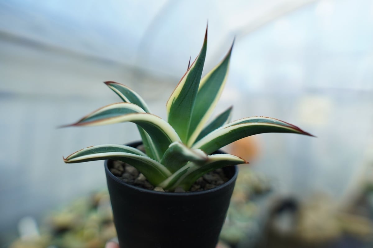 Agaveアガベブルーグロー 大株 【公式通販】