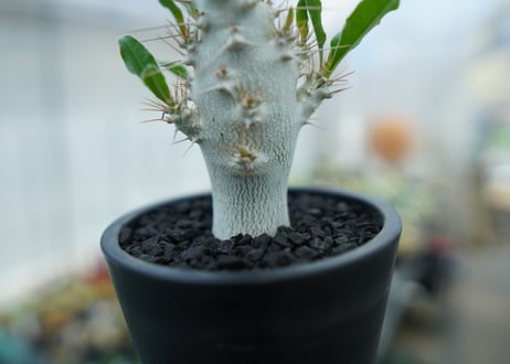パキポディウム　サンデルシー　Pachypodeium saundersii  No.6