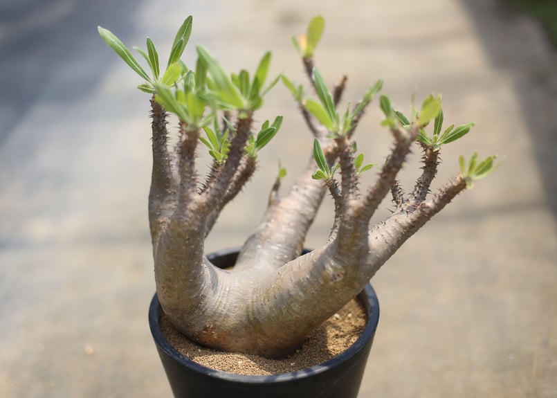 パキポディウム マカイエンセ | mana's green:塊根植物販売|マナ パキポディウム マカイエンセ | mana's green:塊根植物販売|マナ