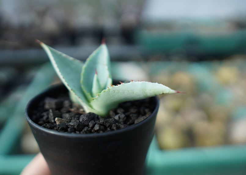 アガベ ドラゴントゥース Agave dragontoes A14 | mana's farm