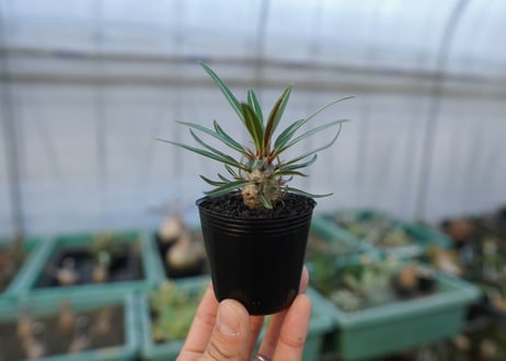 パキポディウム　グラキリス　 Pachypodium Gracilius  No.1