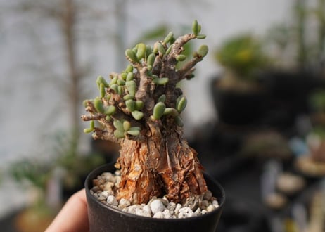 Ceraria pygmaea ケラリア ピグマエア　C NO.2