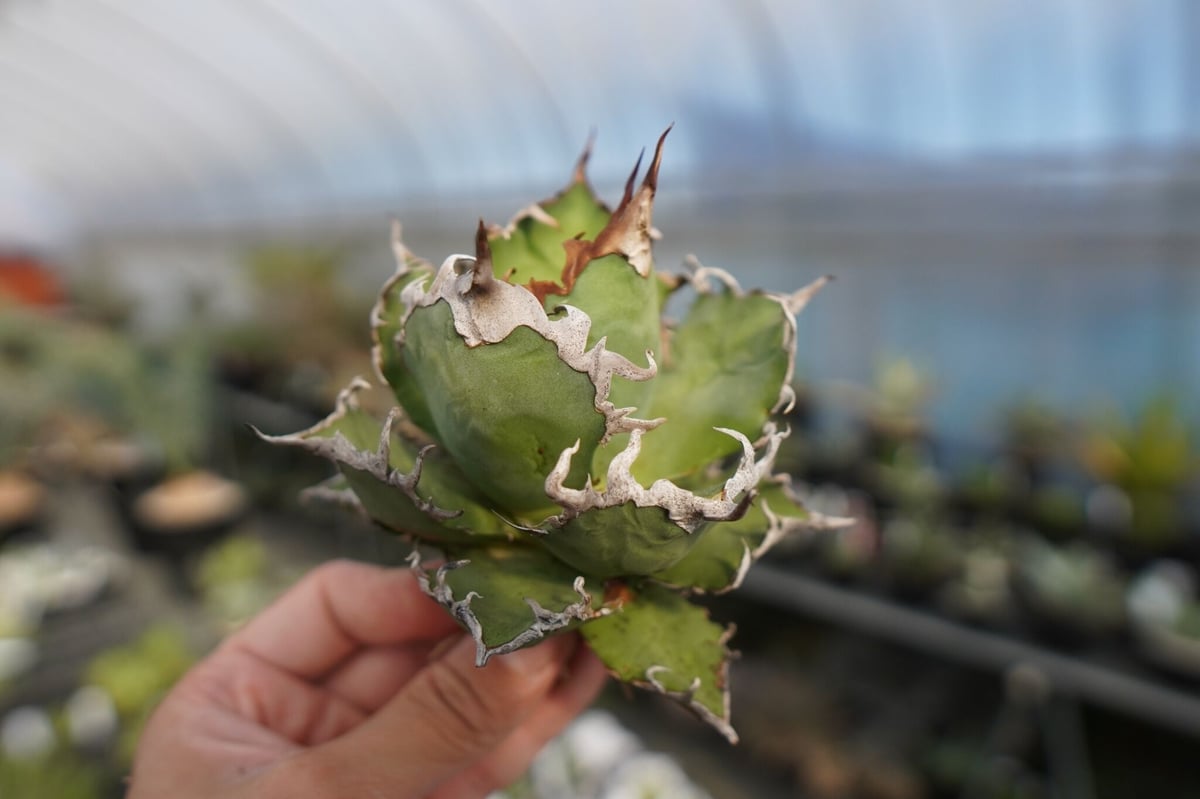 agave titanota シーザー caesar | mana's green:塊根植物販 agave titanota シーザー caesar | mana's green:塊根植物販