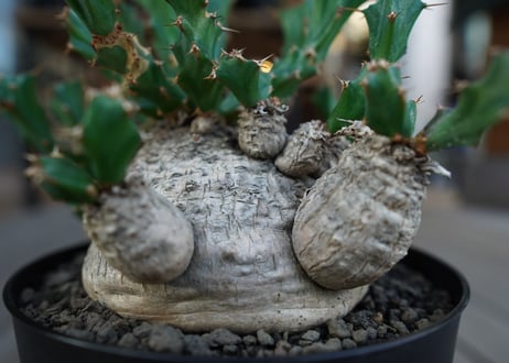 ユーフォルビア　クラビゲラ　Euphorbia clavigera