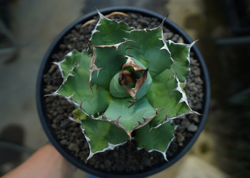 アガベ チタノタ ドワーフ agave titanota dwarf No.2 | mana