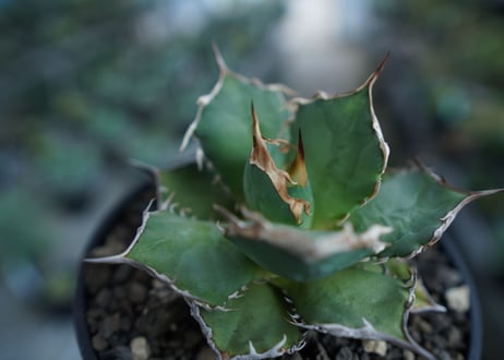 アガベ　チタノタ　FO-76　agave titanota  FO-76  No.10
