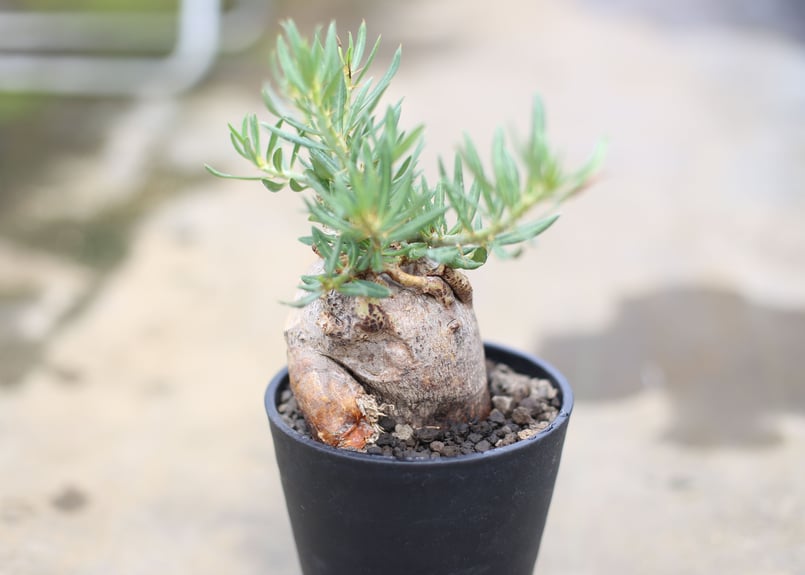 パキポディウム ビスピノーサム | mana's farm:塊根植物・アガベ