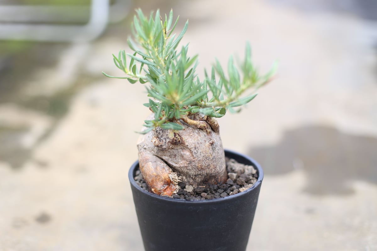 ピスピノーサム　開花株 パキポディウム ビスピノーサム | mana's farm:塊根植物・アガベ