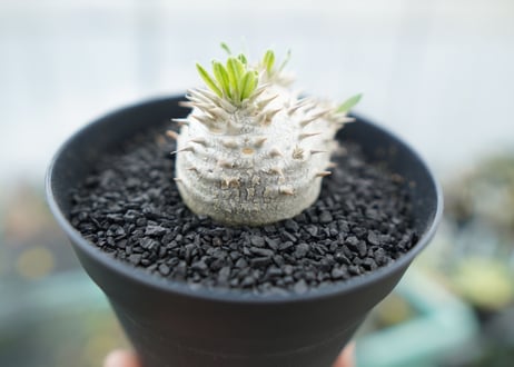 パキポディウム　恵比寿大黒　Pachypodium Densicaule　No.3