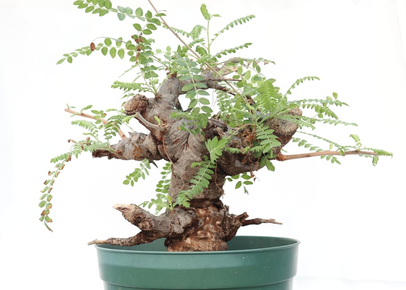 ボスウェリア ネグレクタ | mana's farm:塊根植物・アガベ