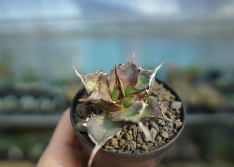 アガベ　チタノタ　ハデス　Agave titanota Hades　No.1