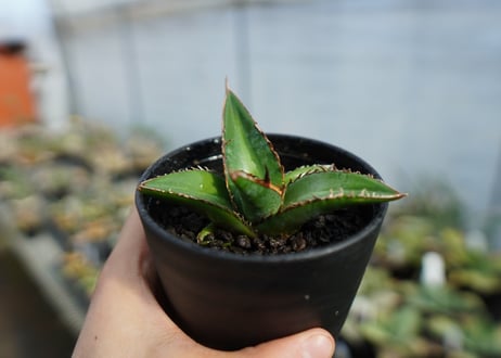 アガベ　オテロイ　agave oteroi　No.2