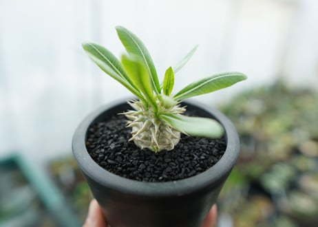 パキポディウム　恵比寿大黒　Pachypodium Densicaule　No.7