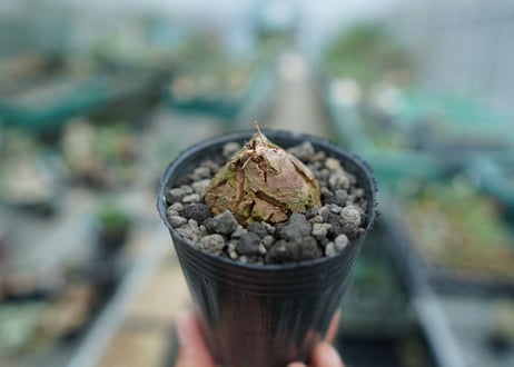 亀甲竜　Dioscorea elephantipes　No.5
