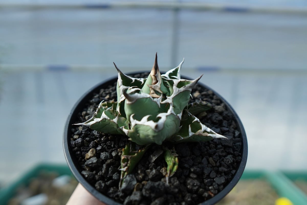 アガベ チタノタ FO-76 現品鉢ごと アガベ チタノタ FO-76 Agave titanota FO-76 No.1 | mana
