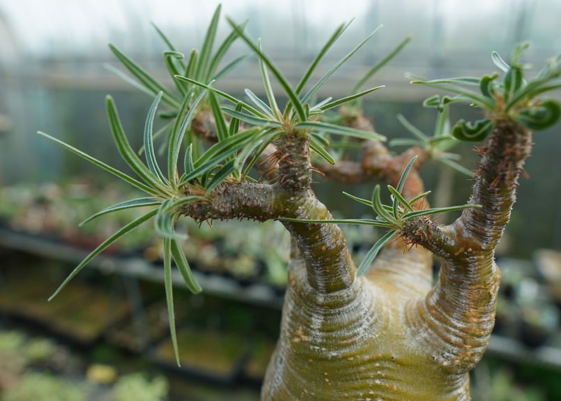パキポディウム グラキリス Pachypodium Gracilius No.1 | ma