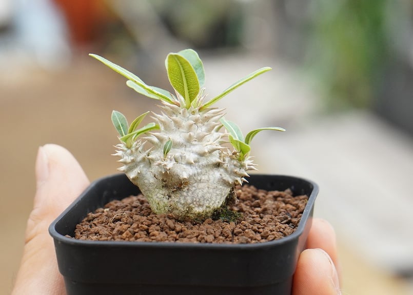 パキポディウム デンシフローラム 沖縄実生 | mana's farm:塊根植物