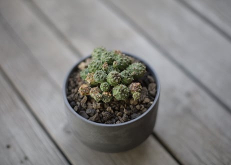 ユーフォルビア プサアドグロボーサ 　Euphorbia pseudoglobosa