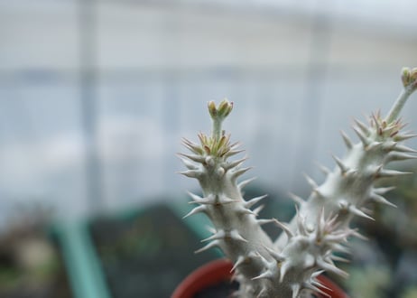 パキポディウム　デンシフローラム　Pachypodium densiflorum　No.8