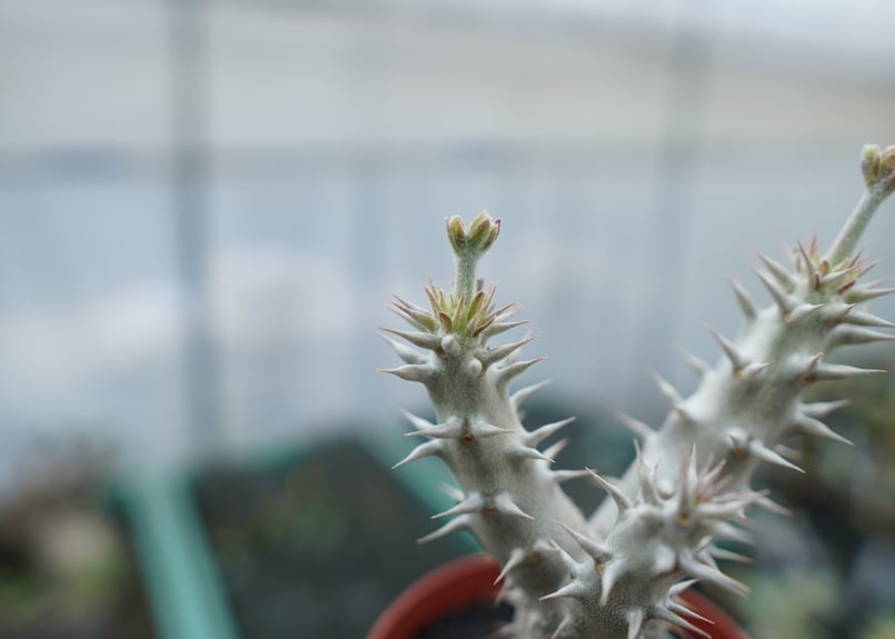 パキポディウム デンシフローラム Pachypodium densiflorum No.8 |
