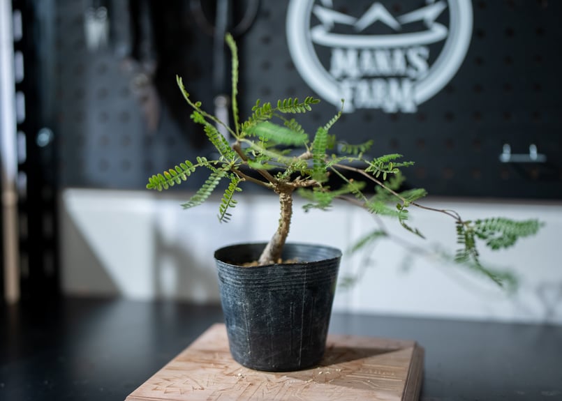 【tanadango64さん専用】オペルクリカリアヒファエノイデス【25023H tanadango64さん専用】オペルクリカリアヒファエノイデス