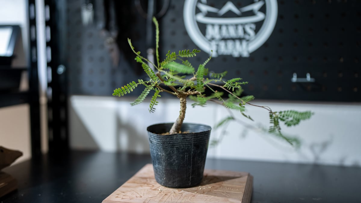 オペルクリカリア ヒファエノイデス | mana's farm:塊根植物・アガベ