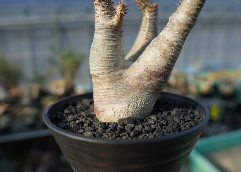 パキポディウム マカイエンセ Pachypodium makayense No.4 | man