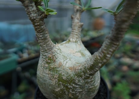 パキポディウム　グラキリス　 Pachypodium Gracilius  No.4