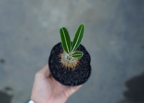 パキポディウム　カクチぺス　Pachypodium cactipes