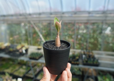 アデニウム　Adenium  No.9