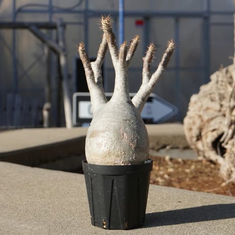 グラキリス | STORES