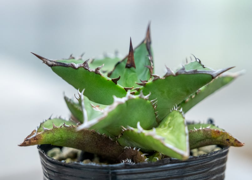 アガベ チタノタ オテロイ 沖縄実生 | mana's farm:塊根植物・アガベ