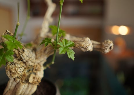 コラロカルプス　Corallocarpus