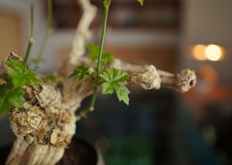 コラロカルプス Corallocarpus | mana's farm:塊根植物・アガベ・ドラ