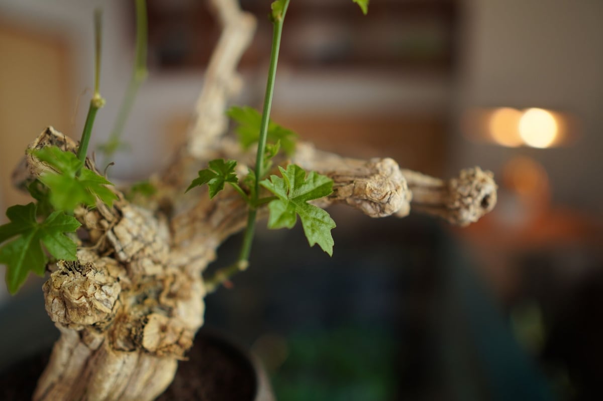 コラロカルプス Corallocarpus | mana's farm:塊根植物・アガベ・ドラ