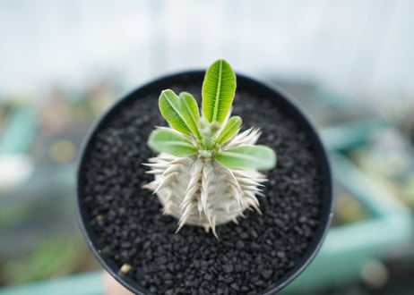 パキポディウム　恵比寿大黒　Pachypodium Densicaule　No.1
