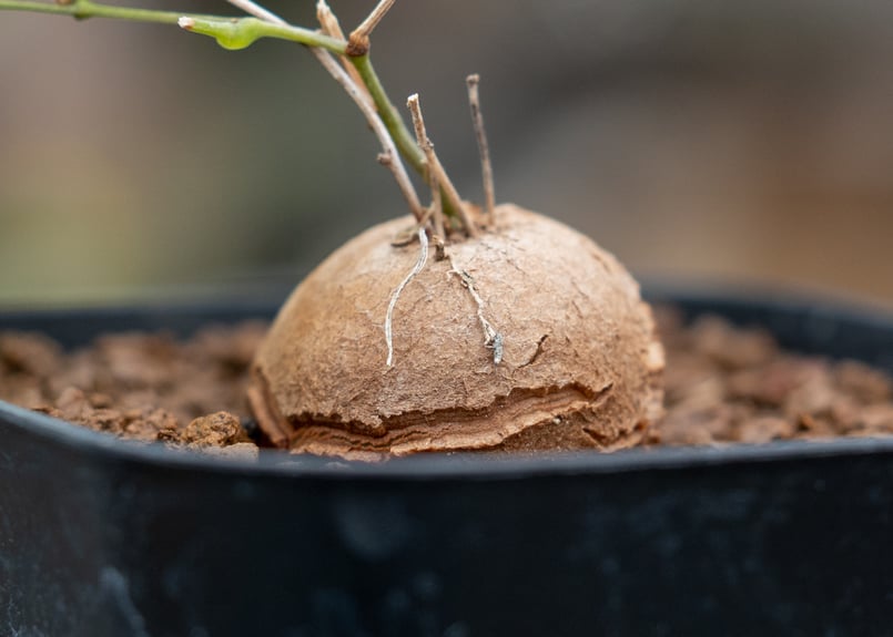 亀甲竜 | mana's farm:塊根植物・アガベ・ドライガーデン植物販売|マナ