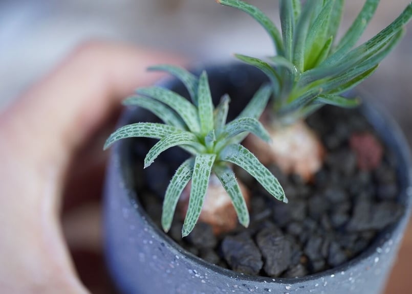 Bulbine margarethae | mana's farm:塊根植物・アガベ・ドライガ