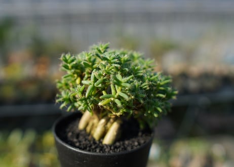 トリコディアデマ ステラツム　Trichodiadema stellatum
