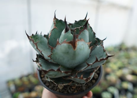 アガベ　チタノタ　 ブラックアンドブルー 　Agave titanota black and blue　NO.2