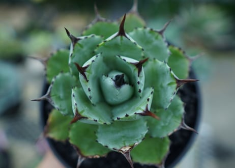 アガベ　マクロアカンサ×ポタトラム　 Agave macroacantha×potatorum