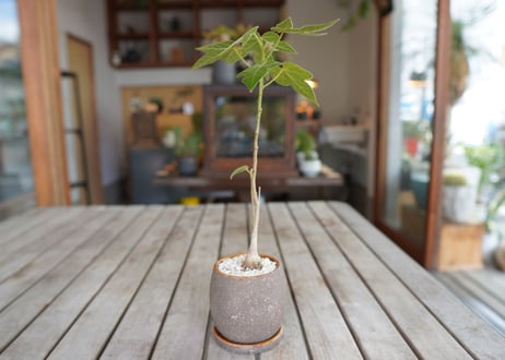 ブラキキトン ビドウィリー 　Brachychiton bidwillii