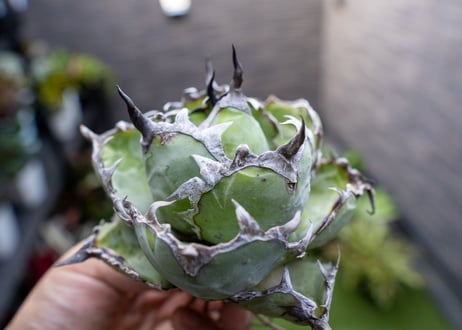 Agave B&B A NO.4