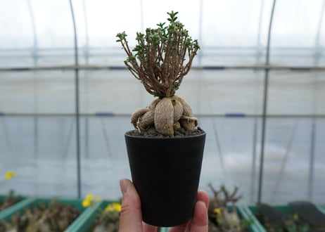 姫紅小松　Trichodiadema bulbosum  No.3
