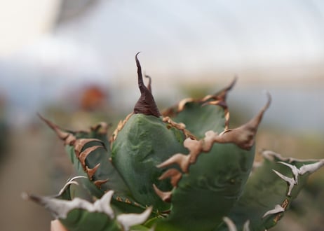 agave titanota  ソーラーエクリプス