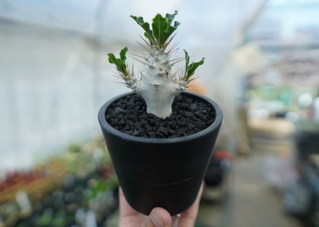 パキポディウム　サンデルシー　Pachypodeium saundersii  No.3