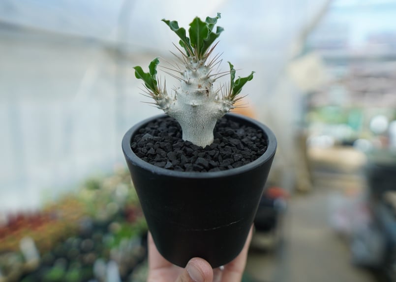 パキポディウム サンデルシー Pachypodeium saundersii No.3 |