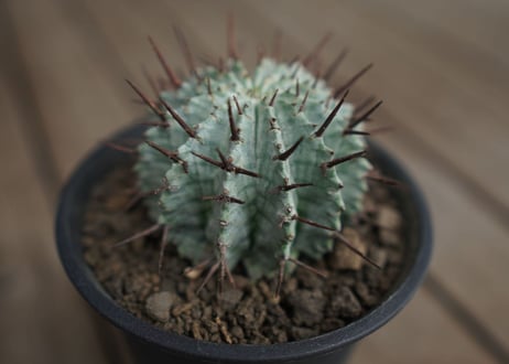 ユーフォルビア　ホリダ　Euphorbia horrida