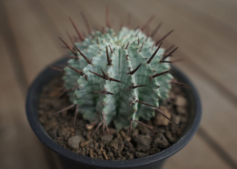 ユーフォルビア ホリダ Euphorbia horrida | mana's farm:塊根植