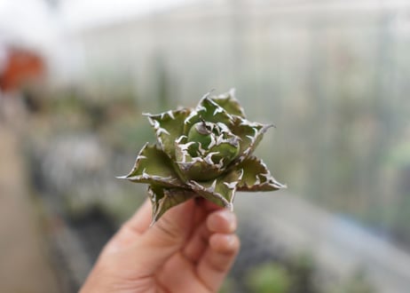 Agave titanota  Crab 螃蟹  NO.1